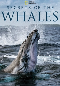 The Whale (2022)