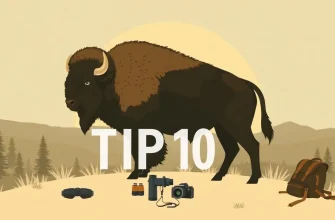 Bison Adventure Films: A Cinematic Journey