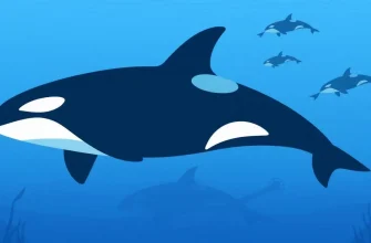 Explore the Depths with Orca Films